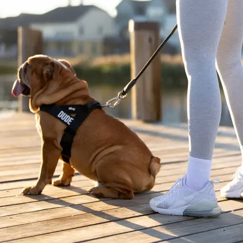 Dog Friendly Co. Harness - Easy to Fit No-Pull Design - Safe Secure and Comfortable - Ideal for All Dogs - Chafe-Resistant Lightweight Straps - Adjustable Straps for Perfect Fit