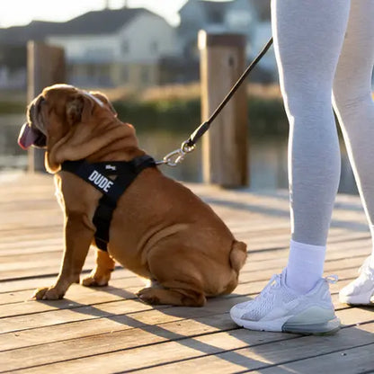 Dog Friendly Co. Harness - Easy to Fit No-Pull Design - Safe Secure and Comfortable - Ideal for All Dogs - Chafe-Resistant Lightweight Straps - Adjustable Straps for Perfect Fit