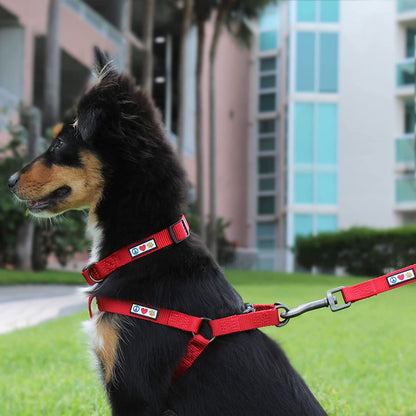 Custom Embroidered 6 Ft Green Nylon Dog Leash for Small Breeds - XS/S Size with Name and Phone Number Option
