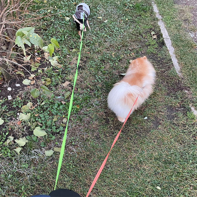 Retractable Dual Pet Leash for Small Dogs with Reflective Features and 360-Degree Swivel, Includes Lights
